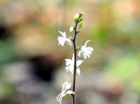 Glistening white flowers and marbeld foliage